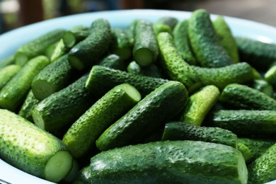 Photo of Fresh ripe cucumbers in metal bowl, closeup. Pickling vegetables