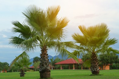 Photo of Beautiful view of palm trees and house against sky