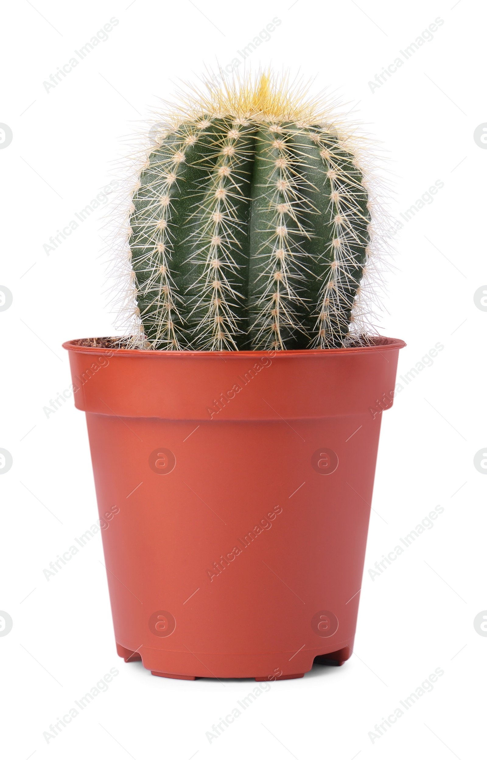 Photo of Beautiful green cactus in pot isolated on white