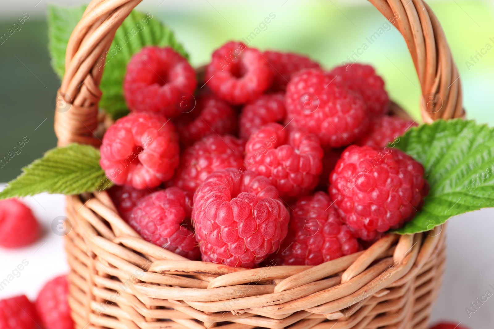 Photo of Tasty ripe raspberries and green leaves in wicker basket, closeup