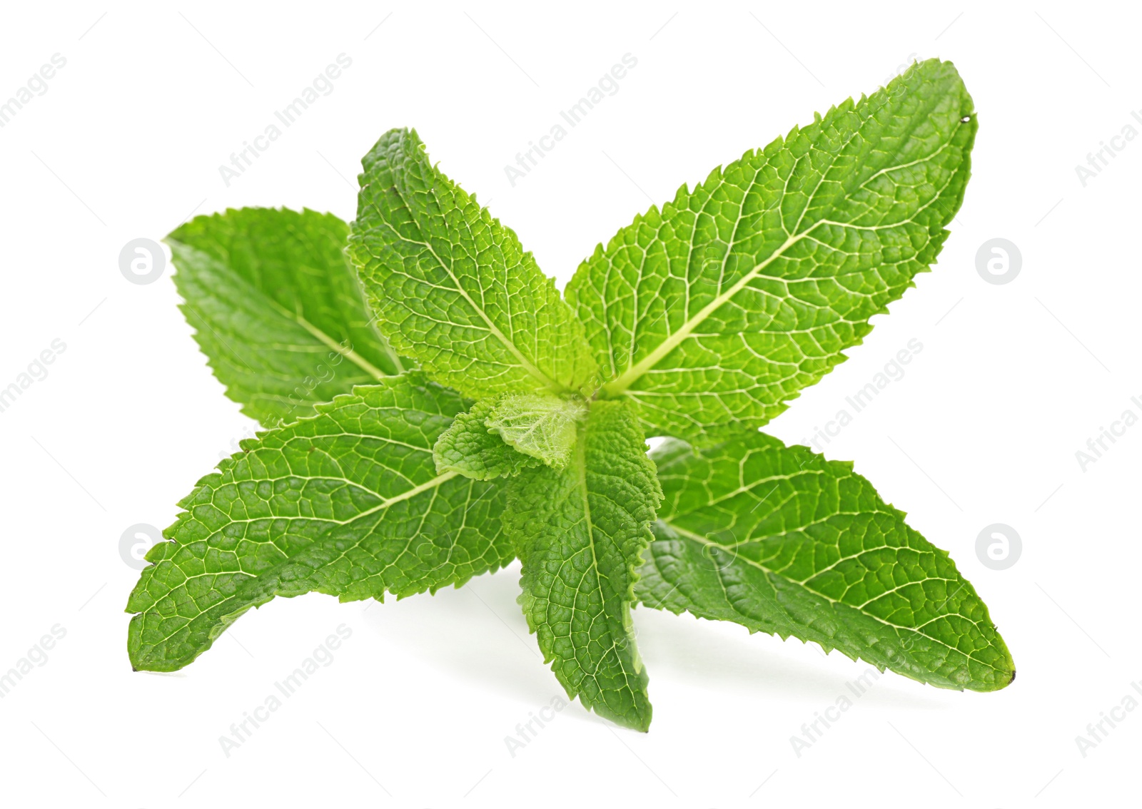 Photo of Fresh green mint leaves on white background