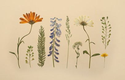 Photo of Pressed dried flowers and plants on beige background, flat lay. Beautiful herbarium
