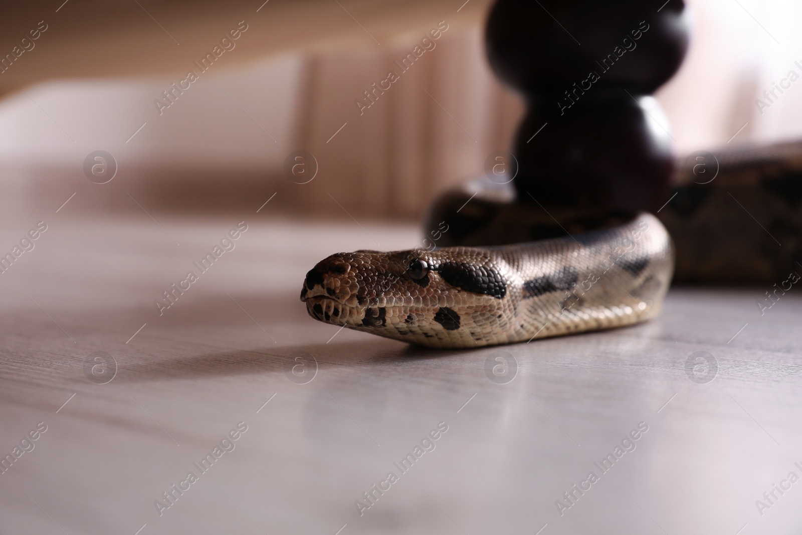 Photo of Brown boa constrictor crawling under sofa in room