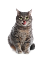 Photo of Cute gray tabby cat on white background. Lovely pet