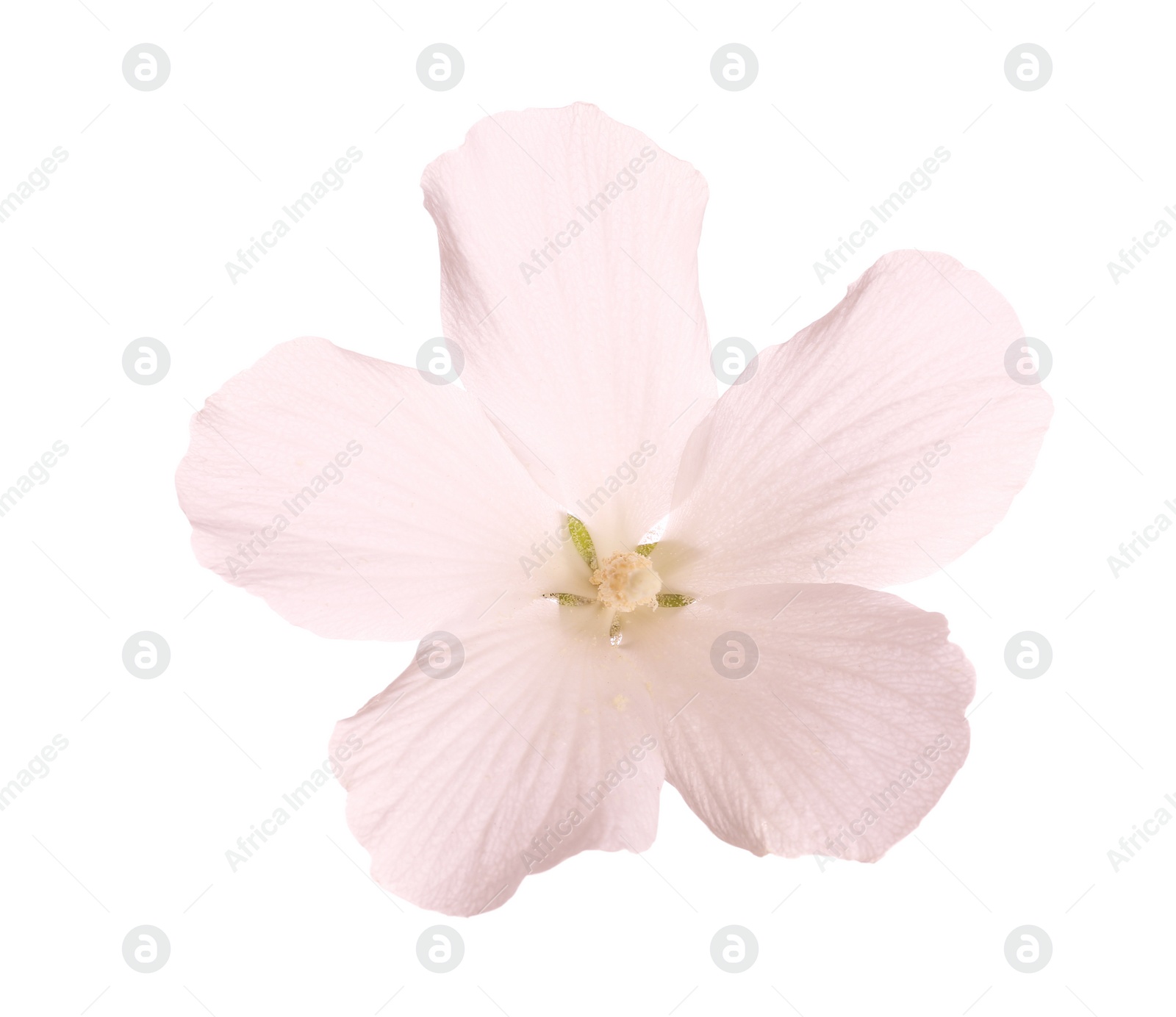 Photo of Beautiful tropical Hibiscus flower on white background