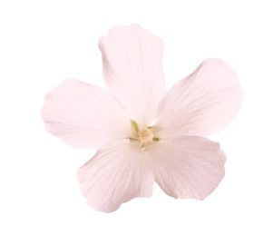 Photo of Beautiful tropical Hibiscus flower on white background