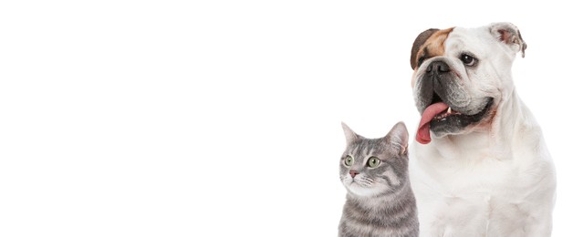 Image of Cute cat and adorable dog on white background. Banner design with space for text