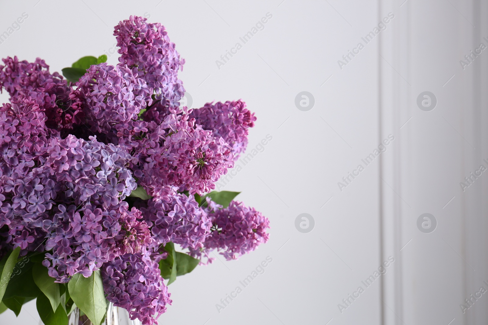 Photo of Beautiful lilac flowers near white wall, space for text