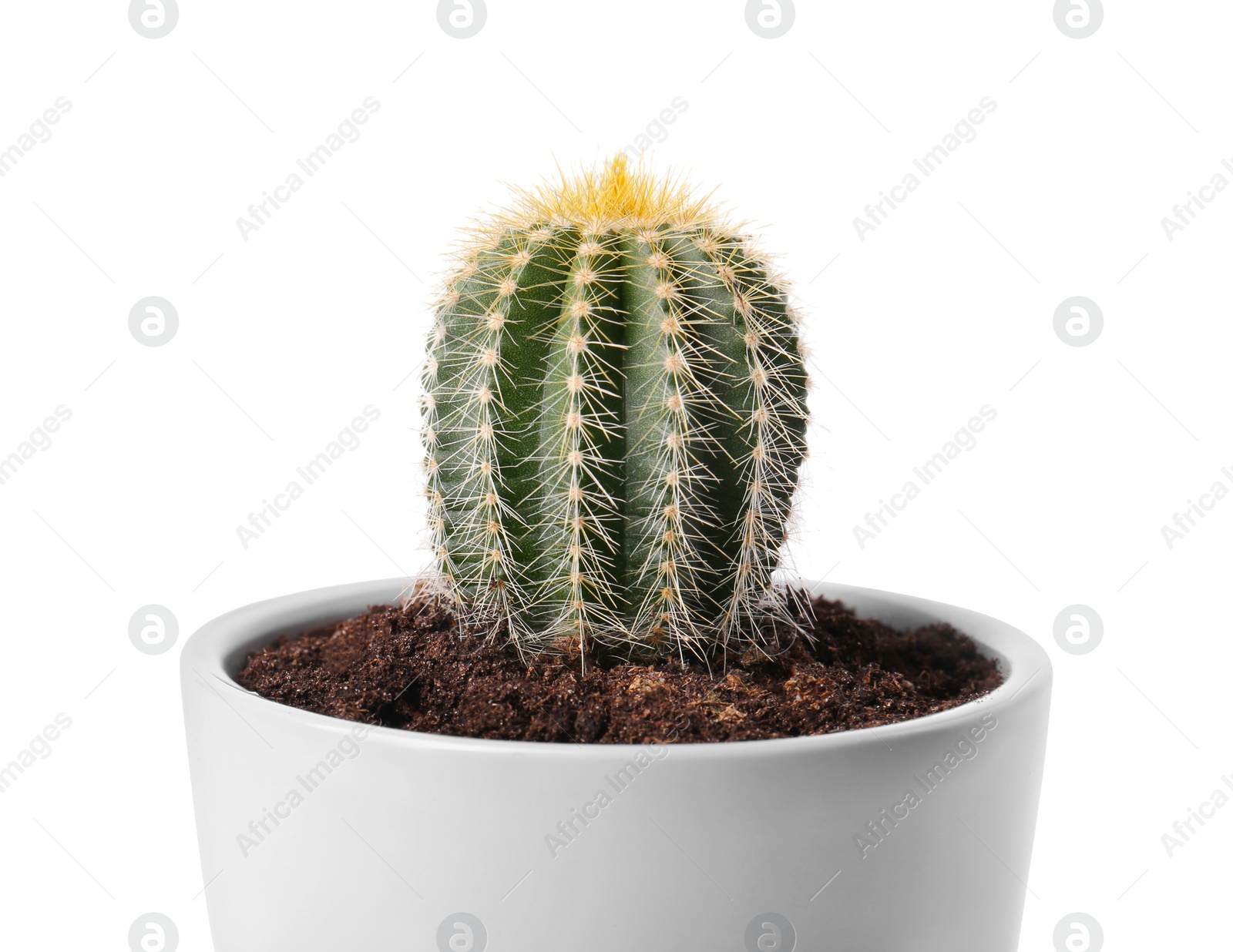 Photo of Beautiful green cactus in pot isolated on white