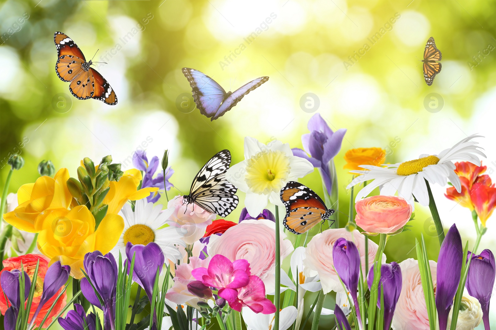 Image of Many beautiful spring flowers outdoors on sunny day