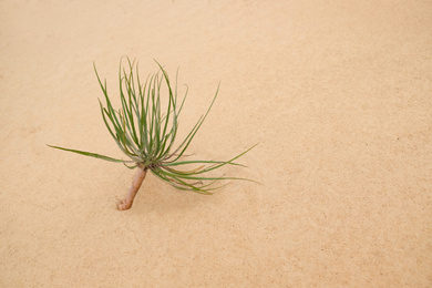 Photo of Green succulent plant on sand in desert, closeup. Space for text