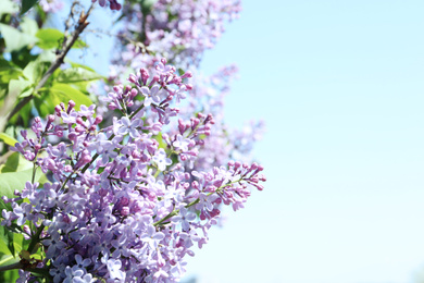 Photo of Closeup view of beautiful blooming lilac shrub outdoors