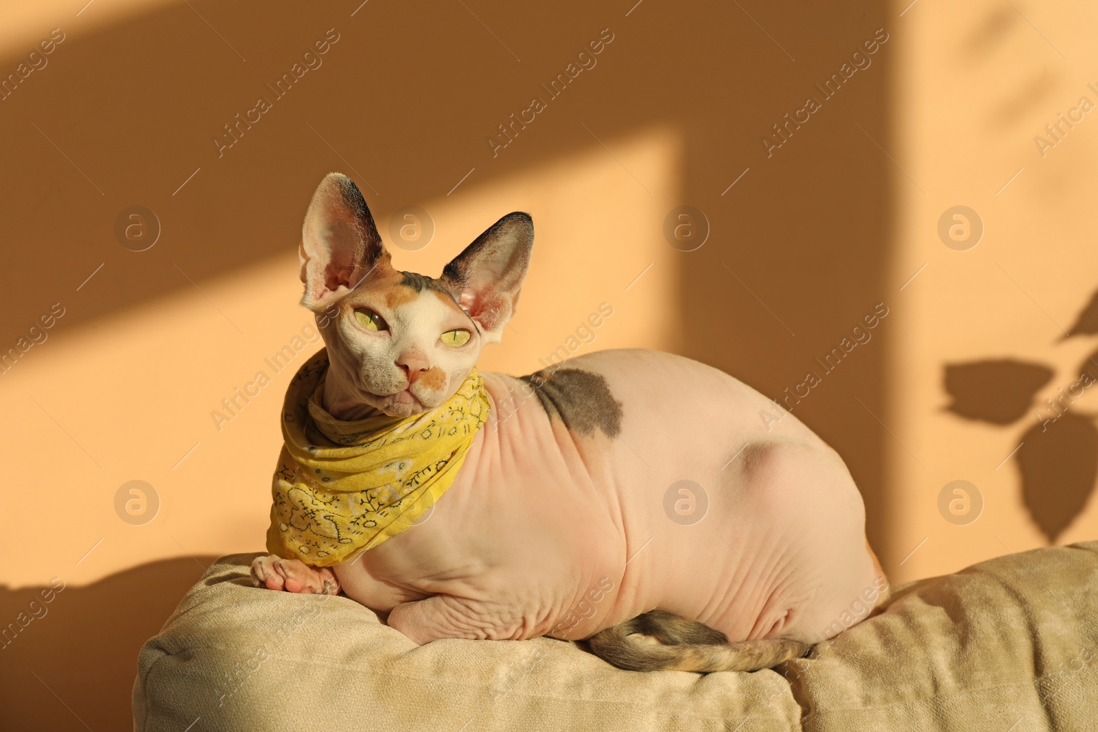 Photo of Cute Sphynx cat with bandana on pillow near beige wall indoors