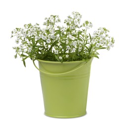 Photo of Gypsophila paniculata in green flower pot isolated on white