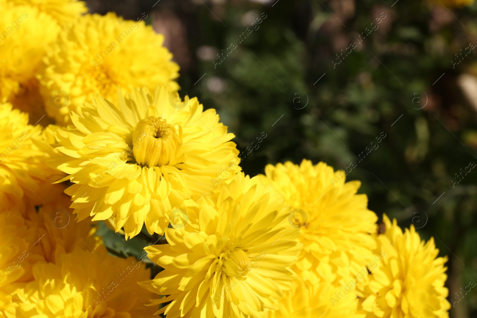 Photo of Beautiful yellow chrysanthemum flowers growing outdoors, closeup