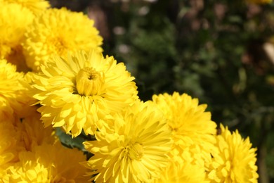 Beautiful yellow chrysanthemum flowers growing outdoors, closeup