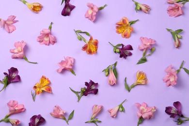 Photo of Flat lay composition with beautiful alstroemeria flowers on violet background
