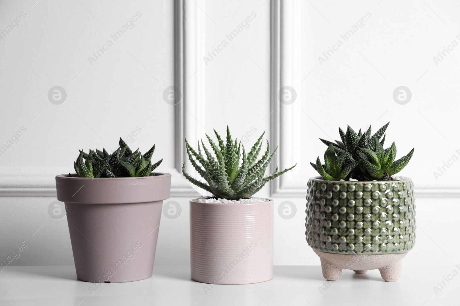 Photo of Beautiful Haworthia and Aloe in pots on white table. Different house plants