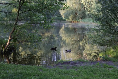 Photo of Picturesque view of wild ducks swimming in river outdoors