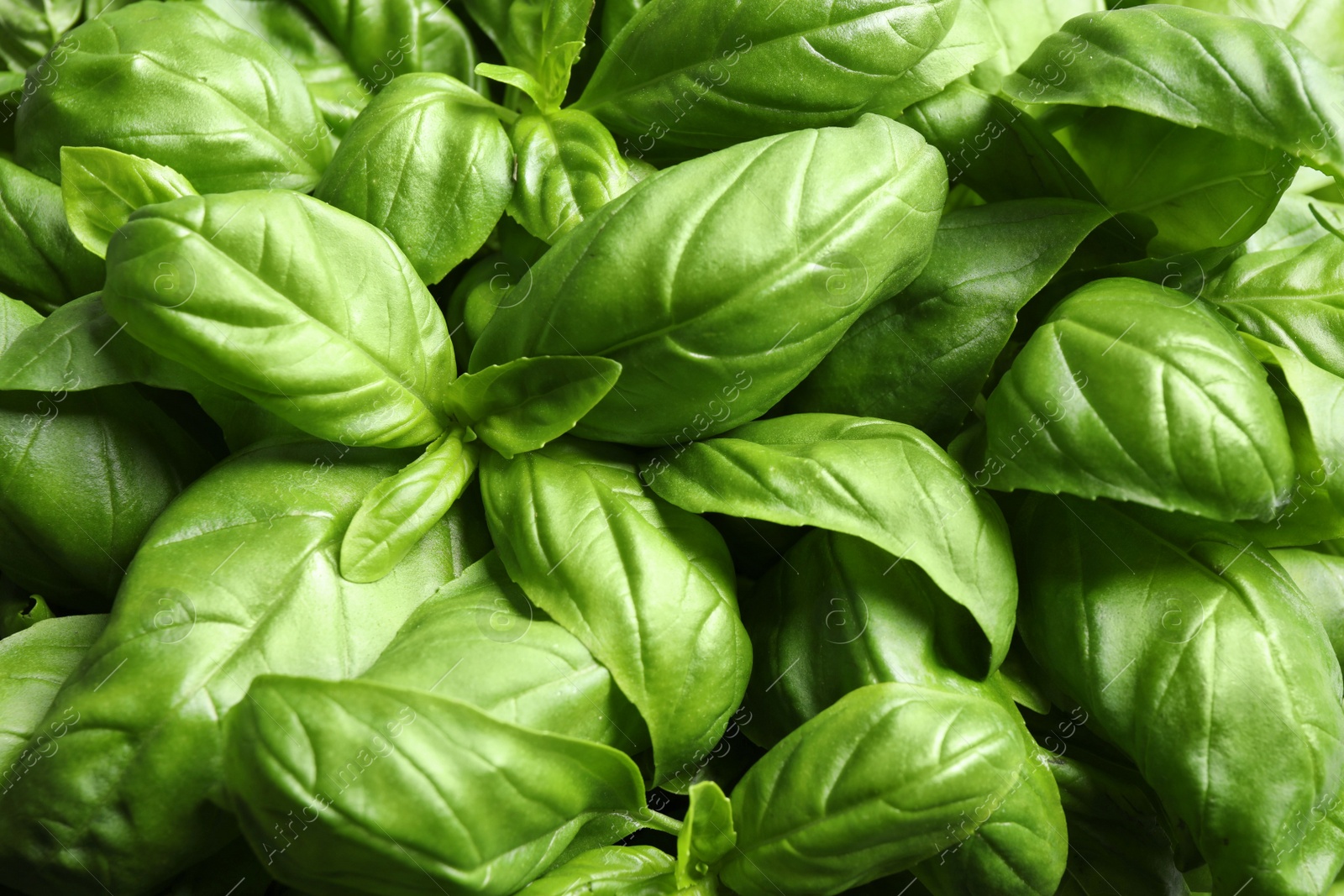 Photo of Fresh basil leaves as background, top view