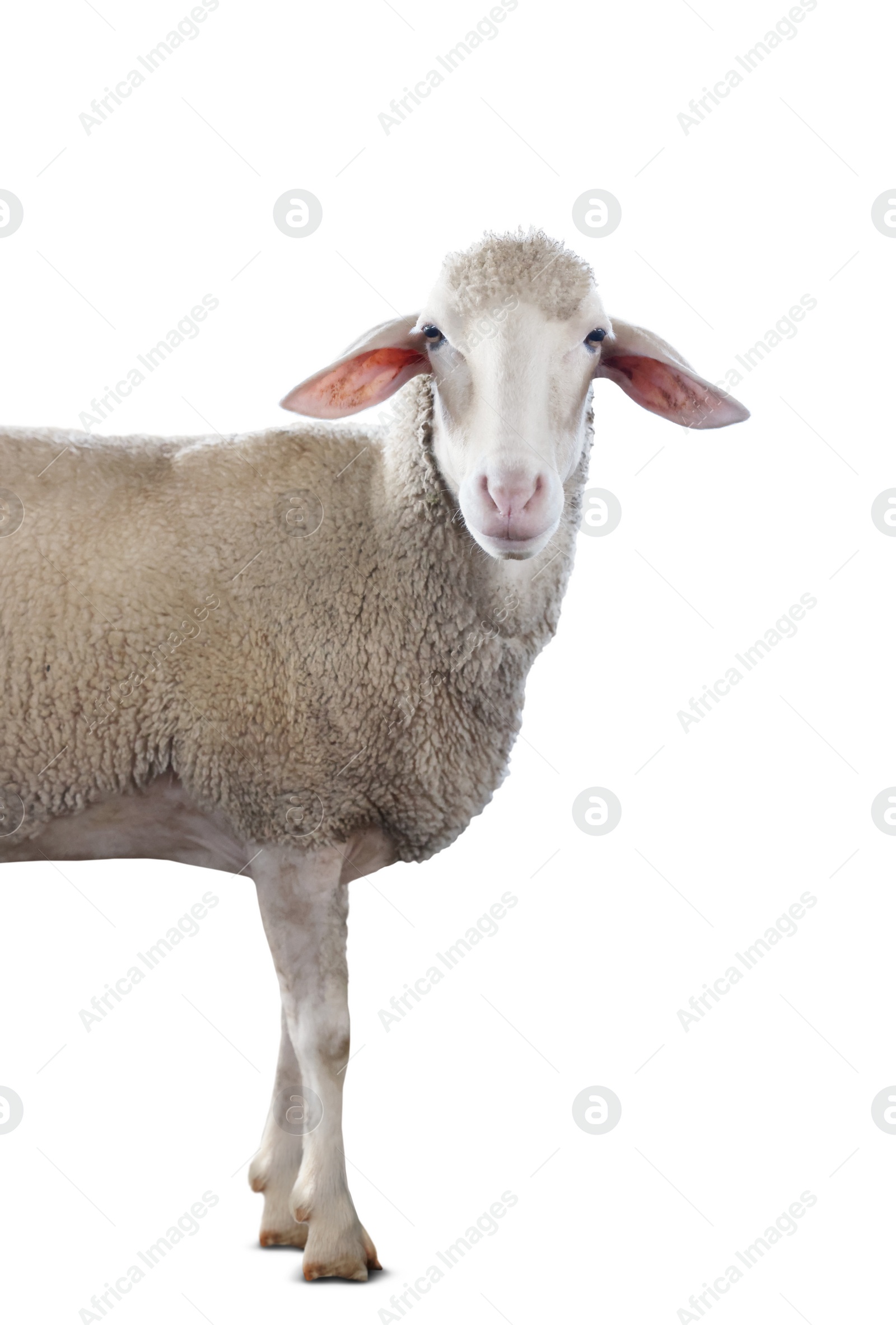 Image of Cute sheep isolated on white. Farm animal