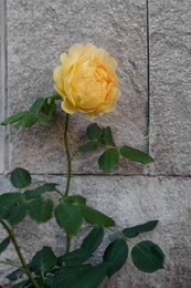 Photo of Beautiful blooming yellow rose near grey stone wall outdoors