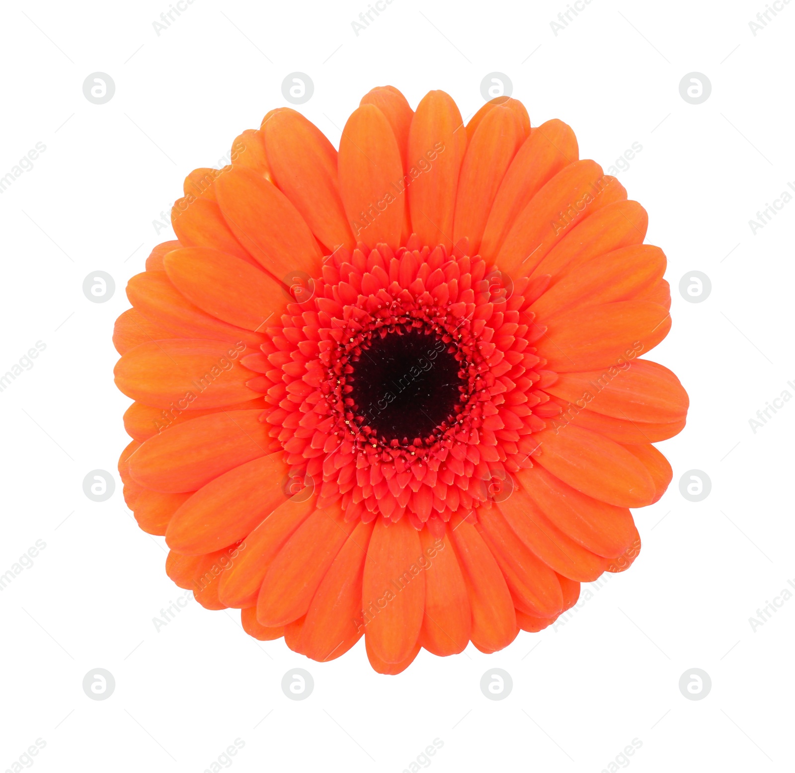 Photo of Beautiful orange gerbera flower isolated on white, top view