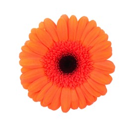 Photo of Beautiful orange gerbera flower isolated on white, top view