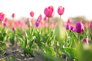 Field with fresh beautiful tulips, space for text. Blooming spring flowers