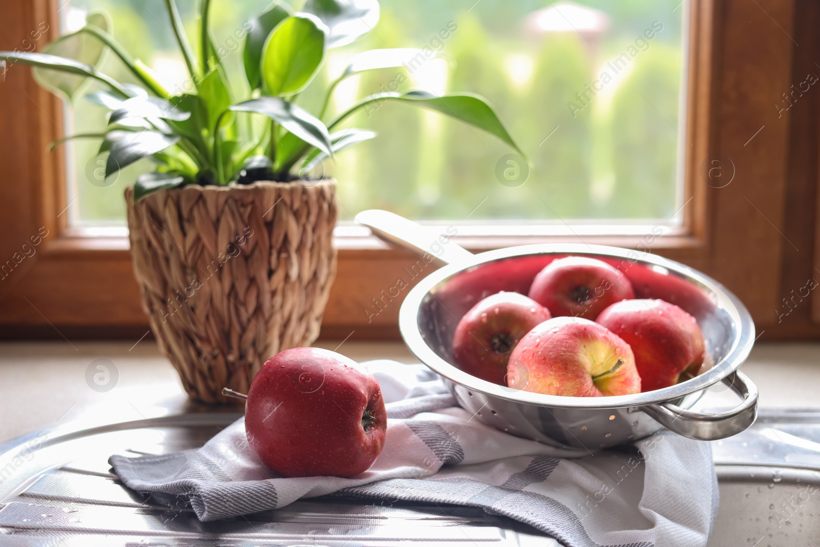 Photo of Beautiful green houseplant and apples near sink in kitchen