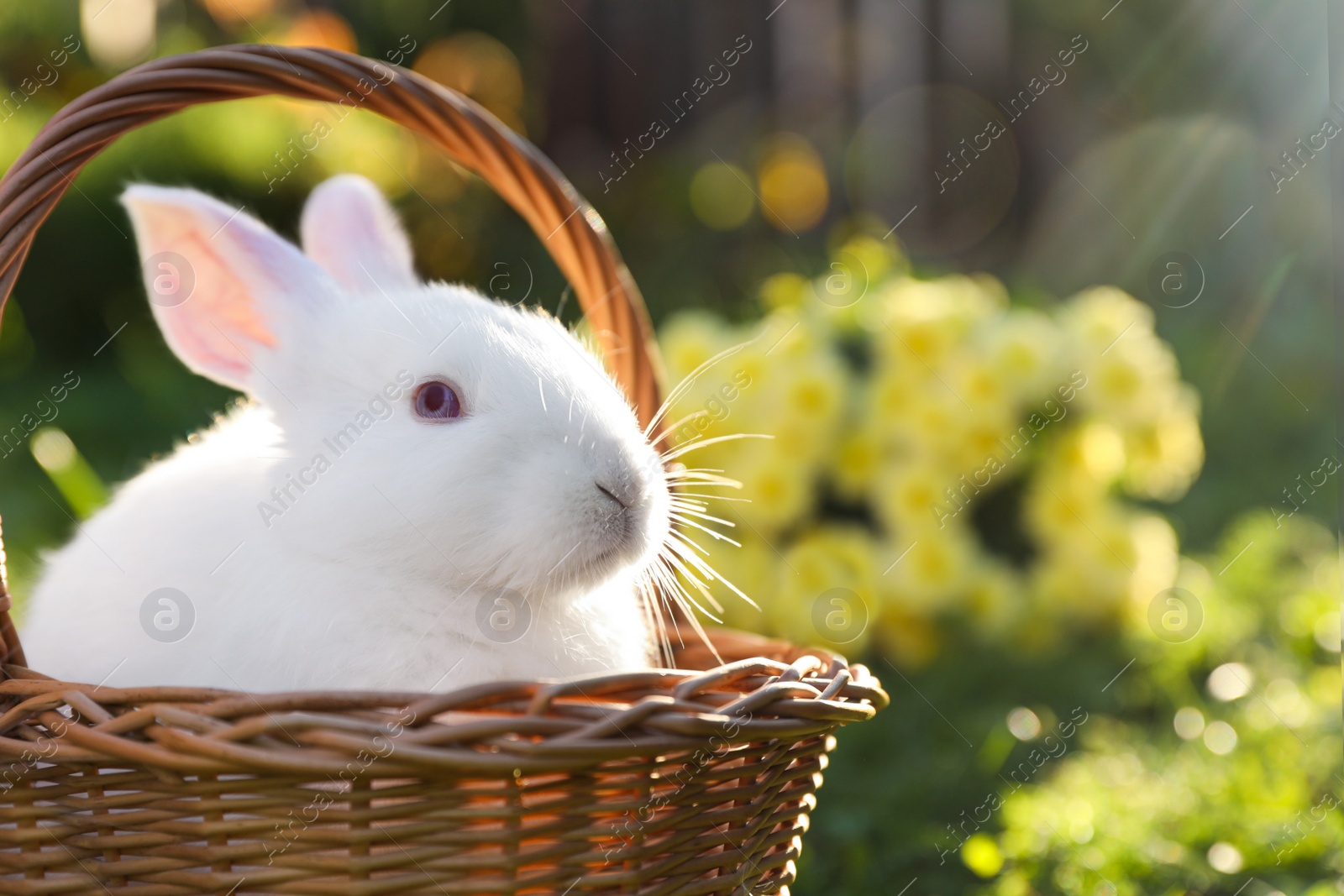 Photo of Cute white rabbit in wicker basket on grass outdoors. Space for text