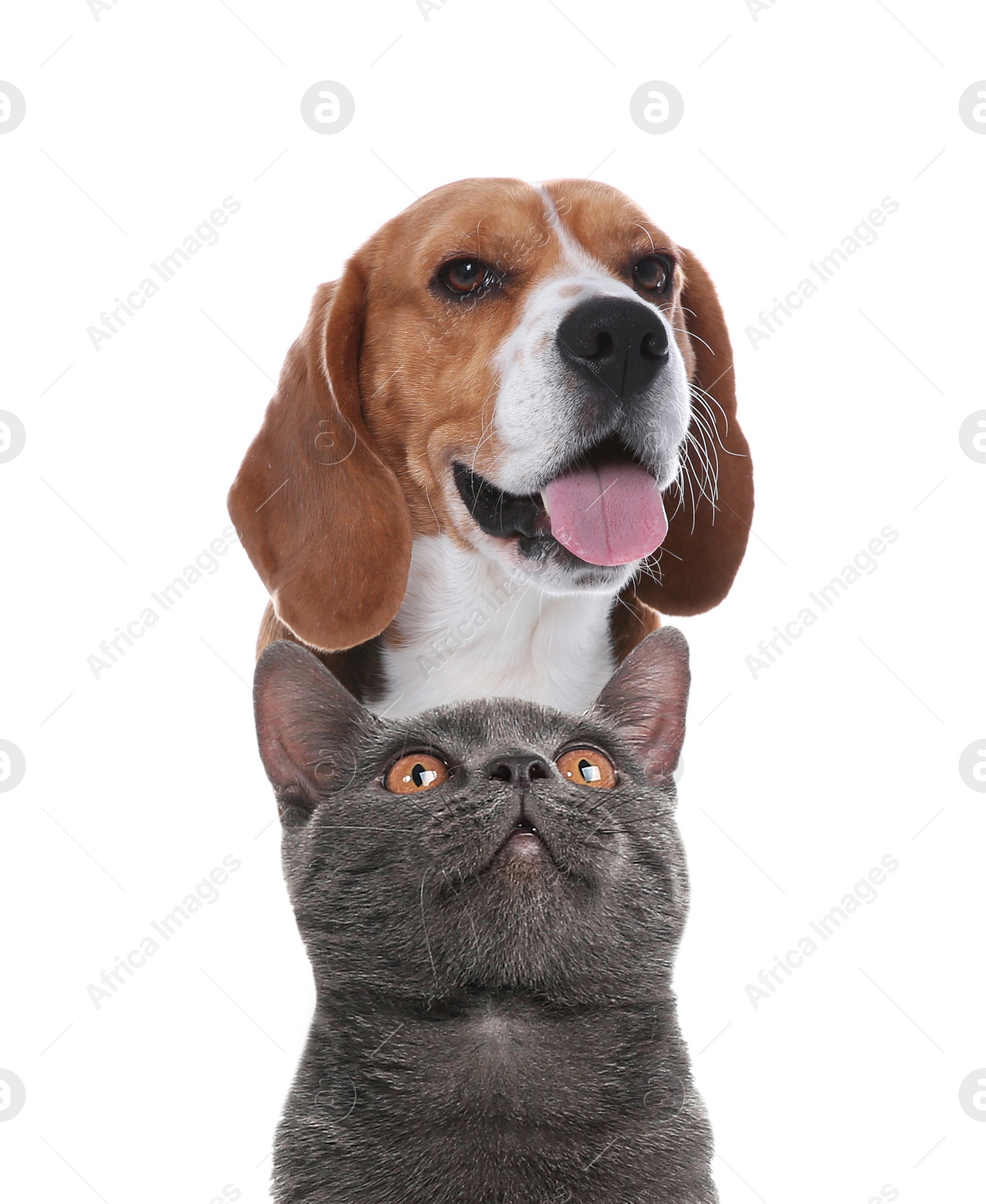 Image of Adorable cat and dog on white background. Cute friends