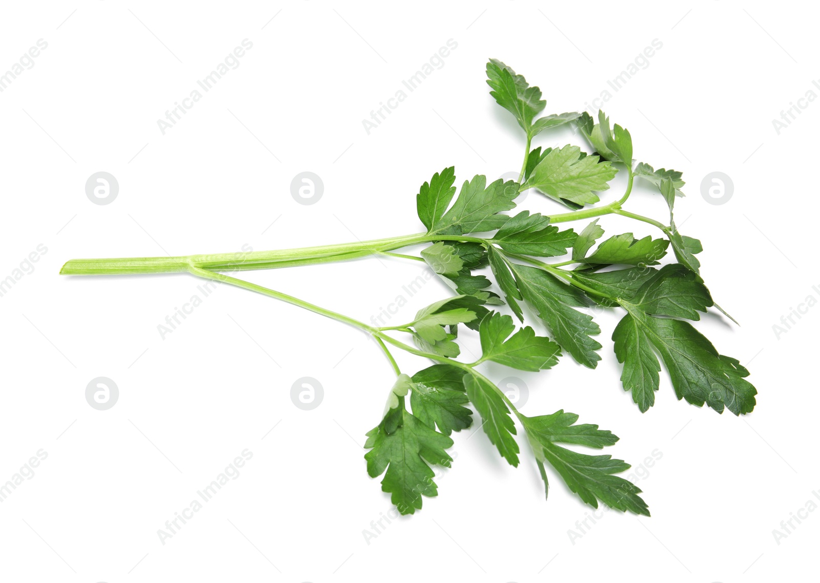 Photo of Fresh green organic parsley on white background