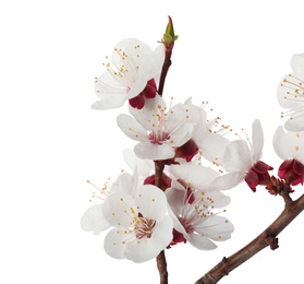 Beautiful fresh spring flowers on white background, closeup