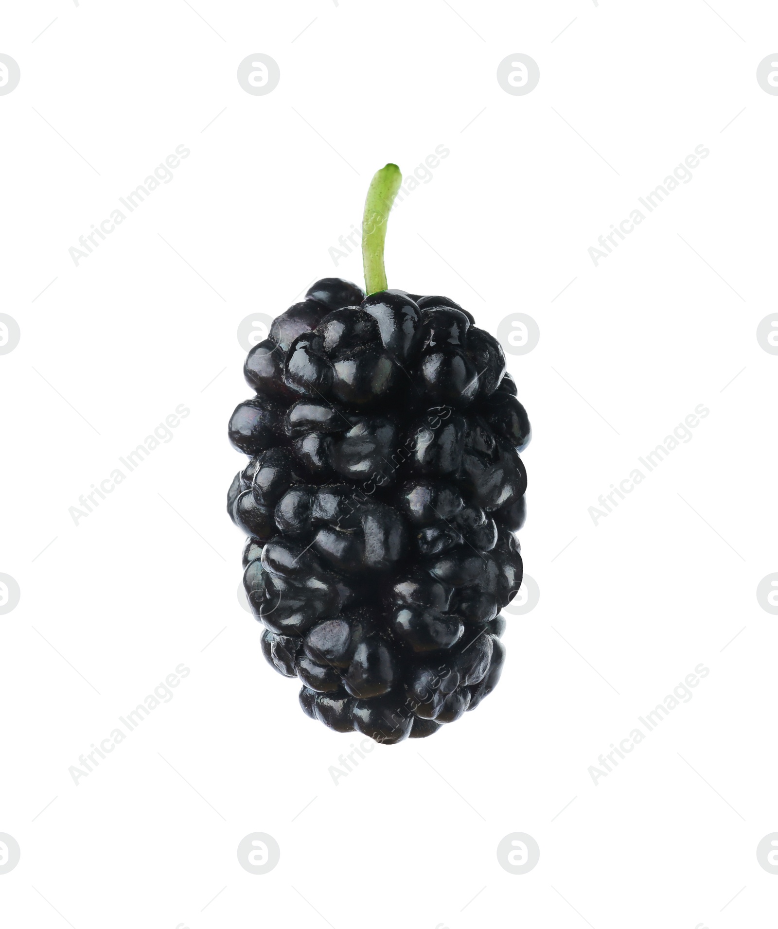 Photo of One ripe black mulberry on white background