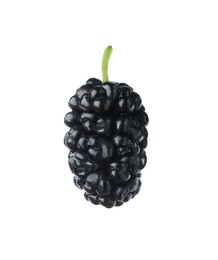 One ripe black mulberry on white background