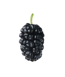 Photo of One ripe black mulberry on white background