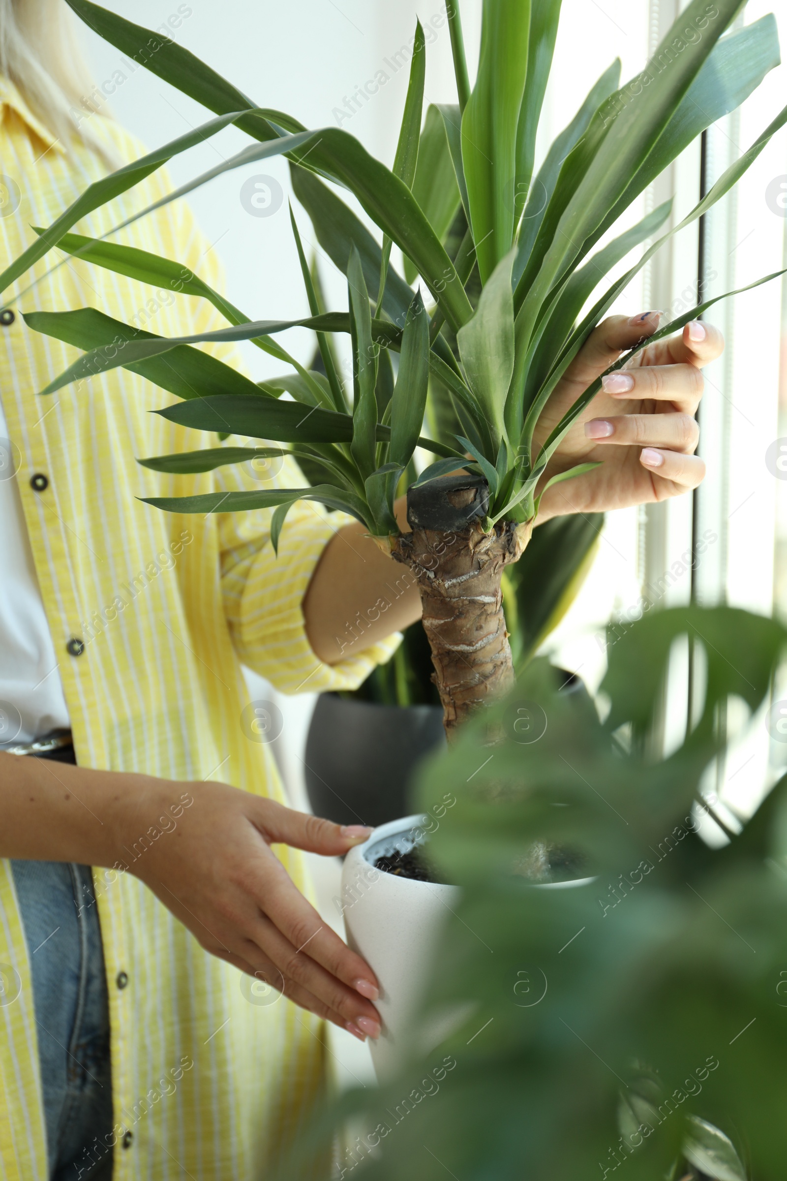 Photo of Woman taking care of potted houseplants on windowsill at home, closeup