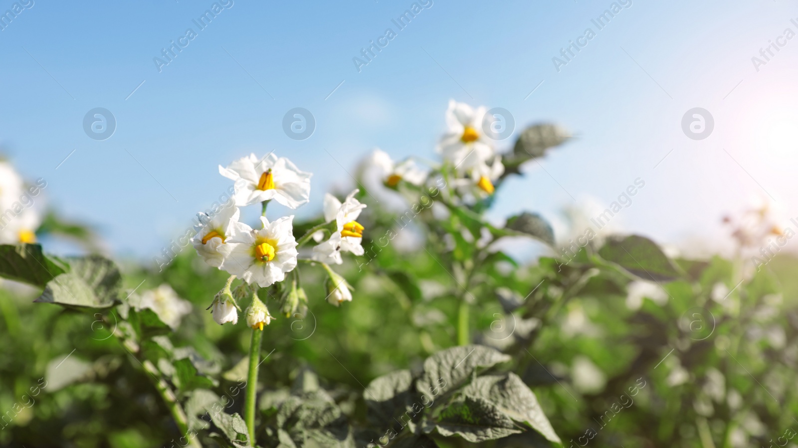 Photo of Beautiful field with blooming potato bushes on sunny day