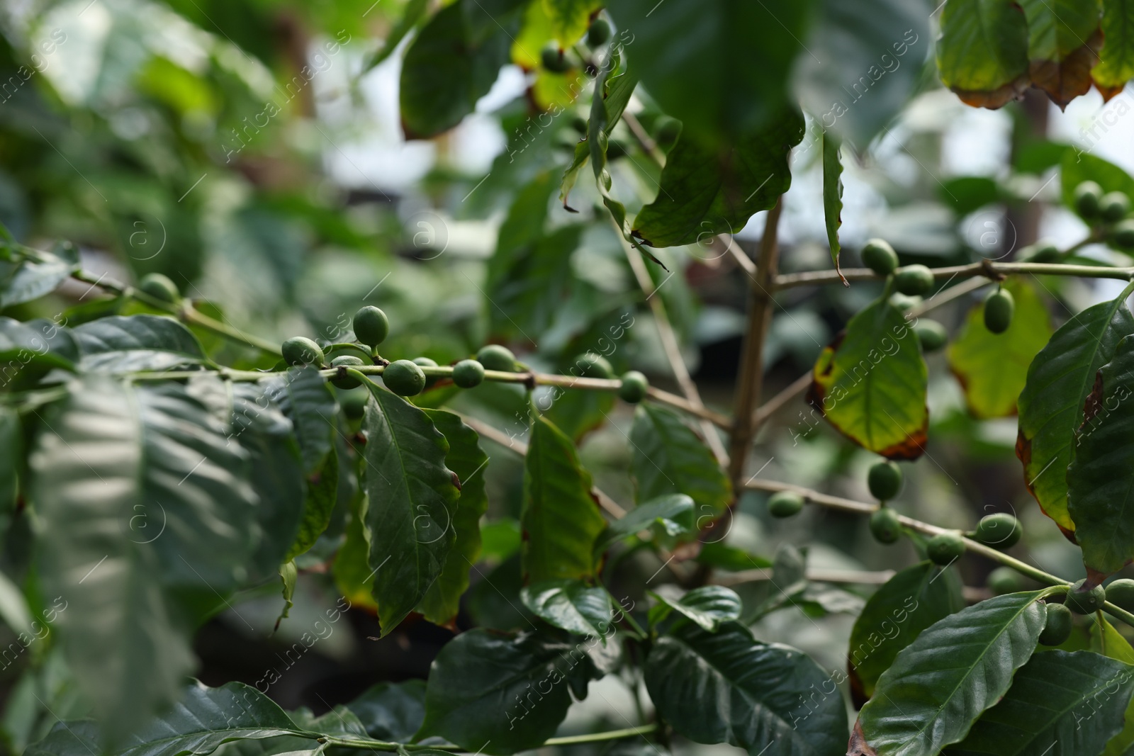 Photo of Unripe coffee fruits on tree in greenhouse, closeup