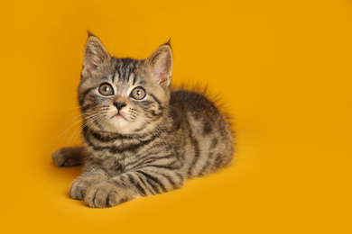 Photo of Cute tabby kitten on yellow background. Baby animal