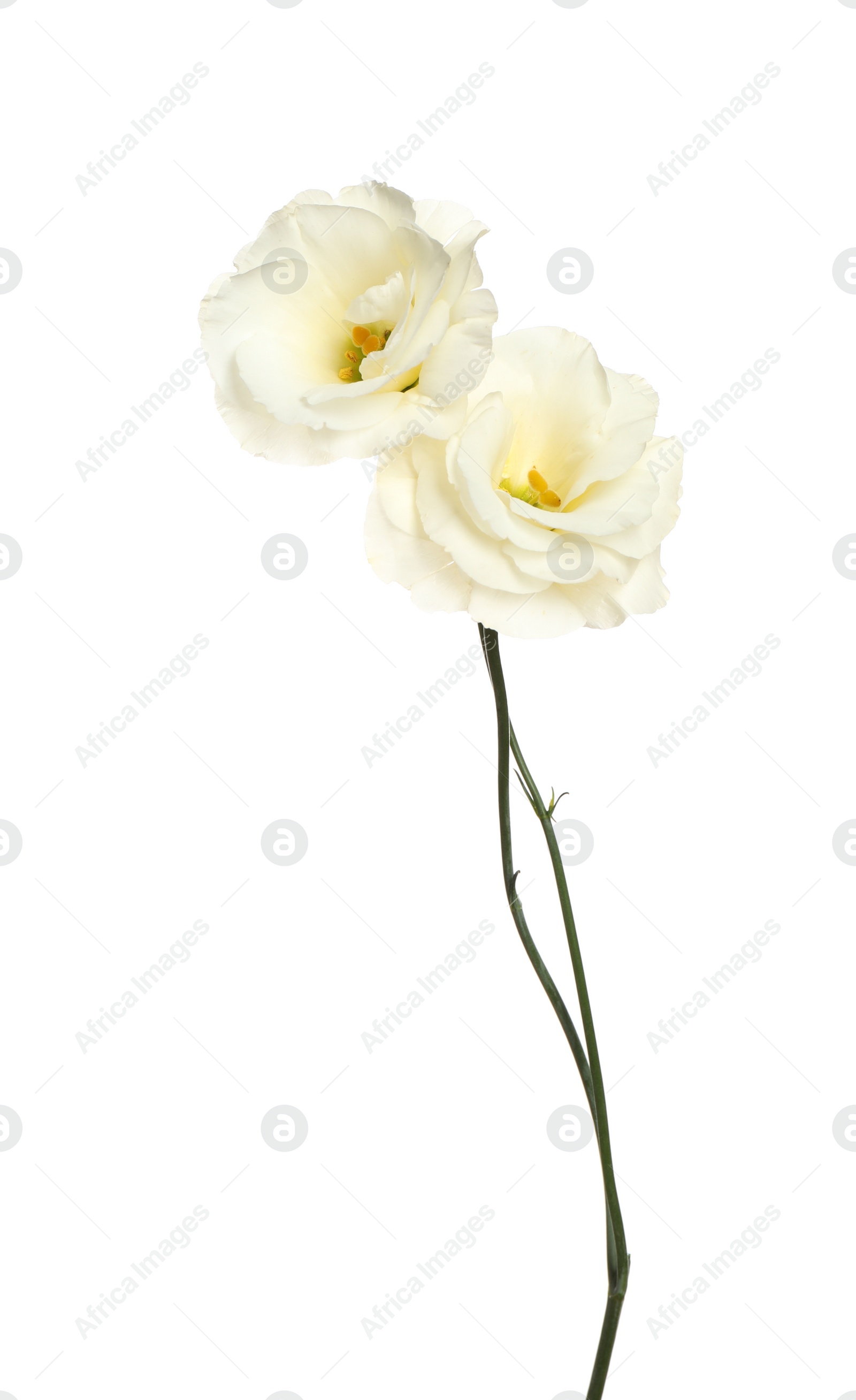 Photo of Beautiful fresh Eustoma flowers isolated on white