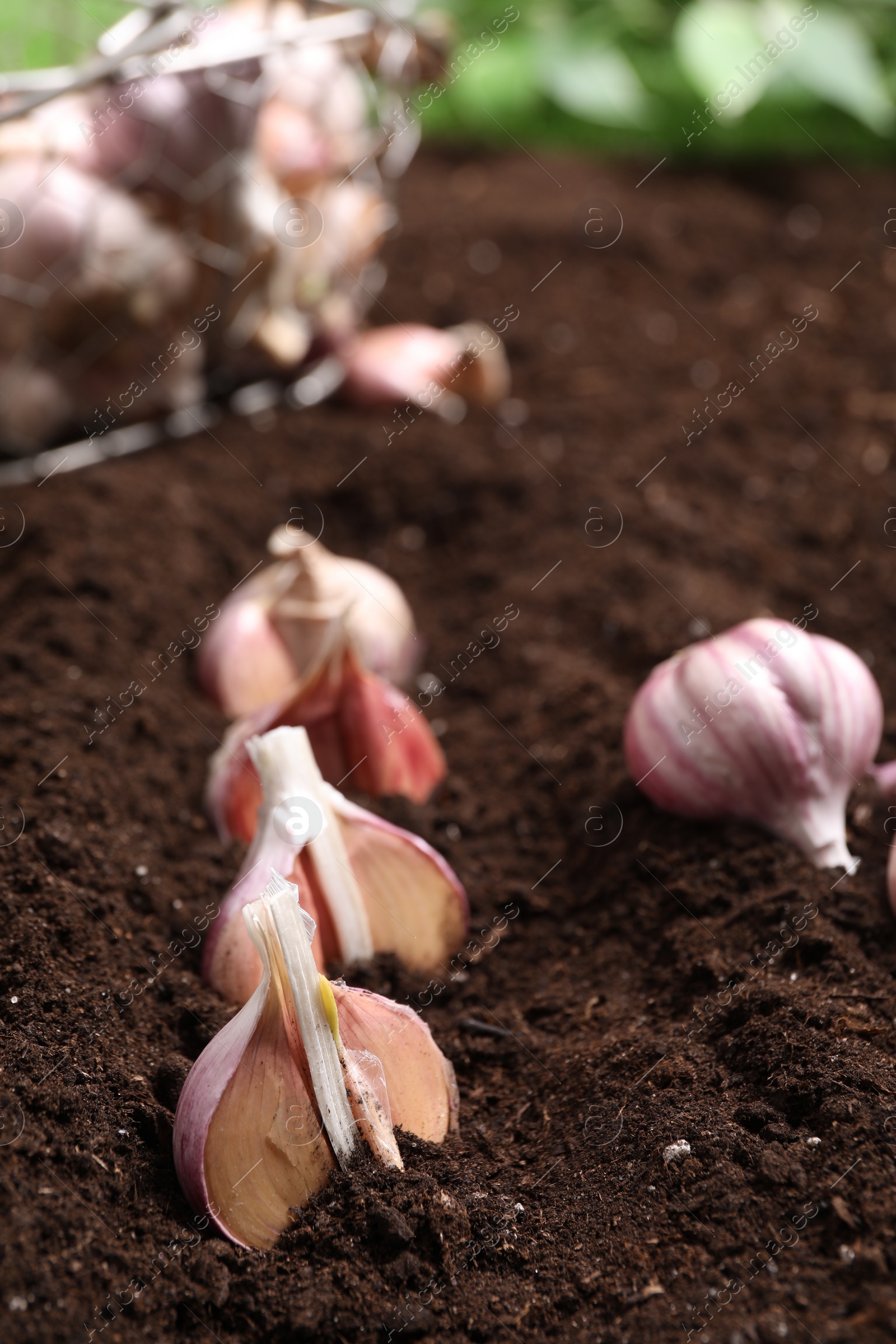 Photo of Cloves of garlic in fertile soil. Vegetable planting
