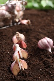 Cloves of garlic in fertile soil. Vegetable planting