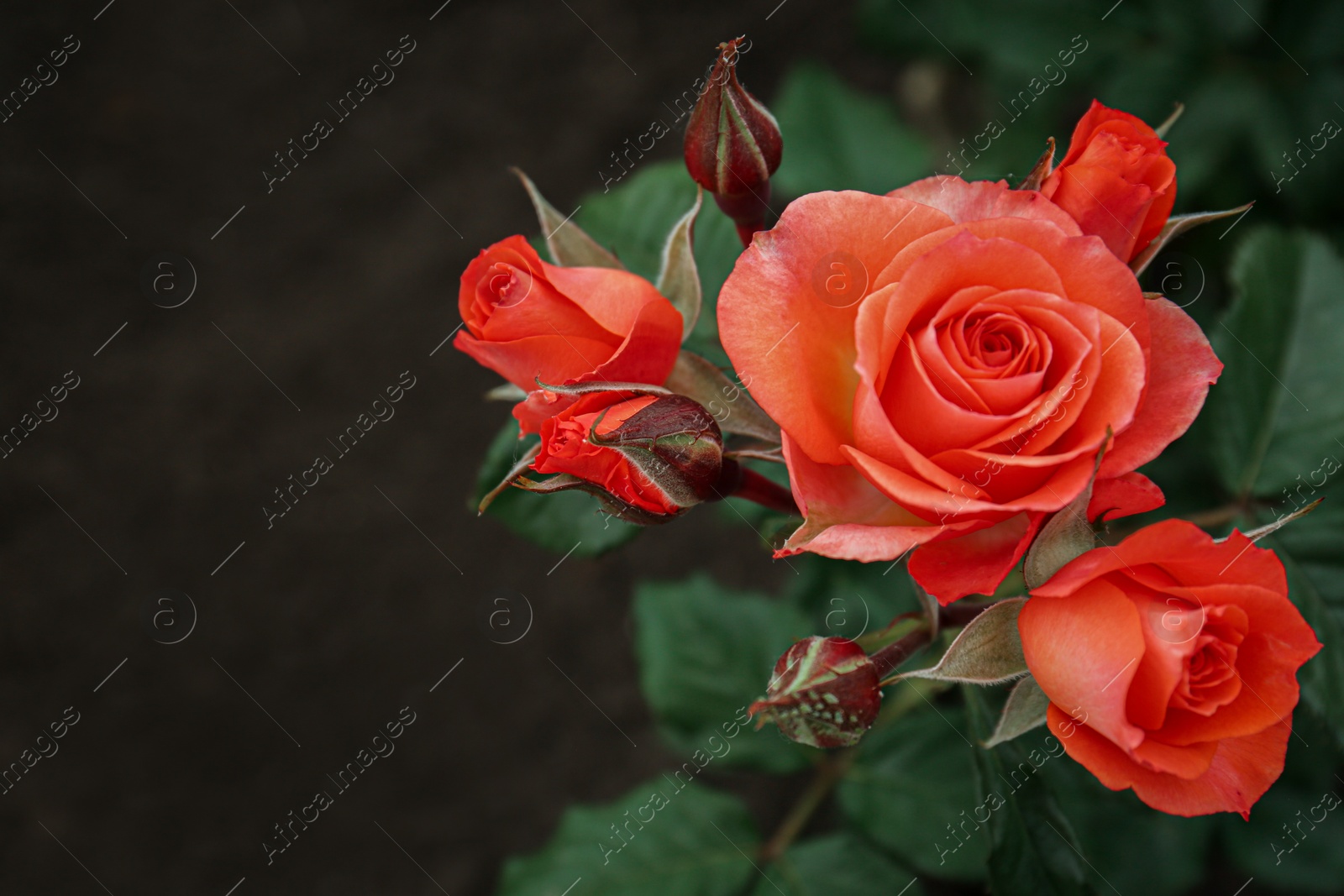 Photo of Closeup view of beautiful blooming rose bush outdoors