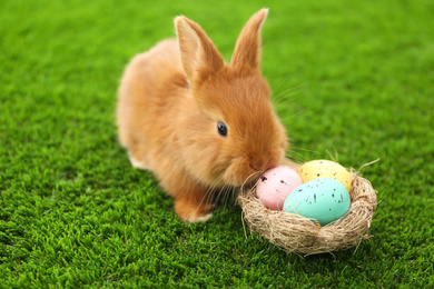 Photo of Adorable fluffy bunny and decorative nest with Easter eggs on green grass