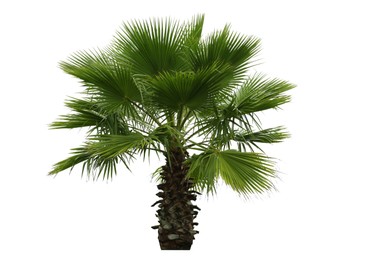 Image of Beautiful palm tree with green leaves isolated on white