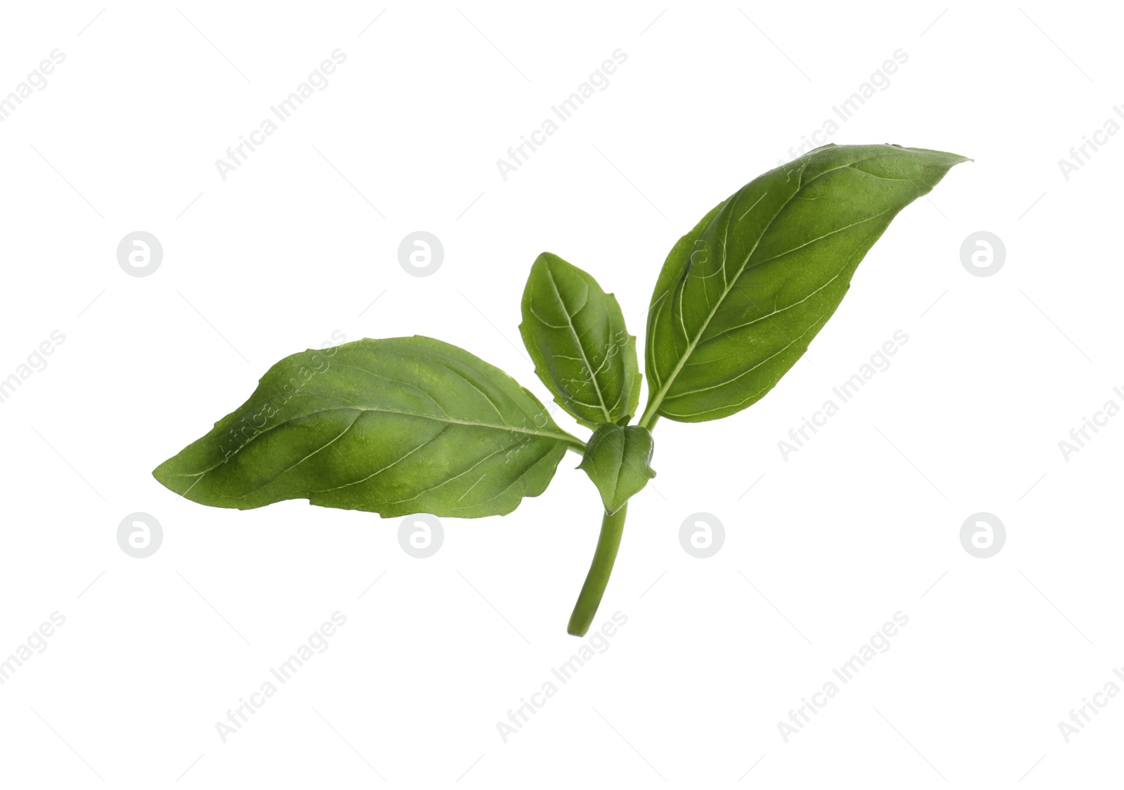 Photo of Aromatic green basil sprig isolated on white. Fresh herb