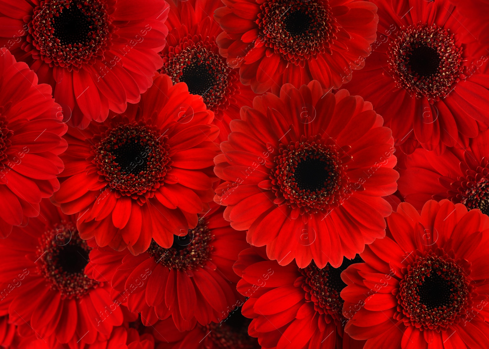Image of Many beautiful red gerbera flowers as background