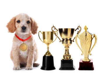 Cute English Cocker Spaniel dog with gold medal and trophy cups on white background